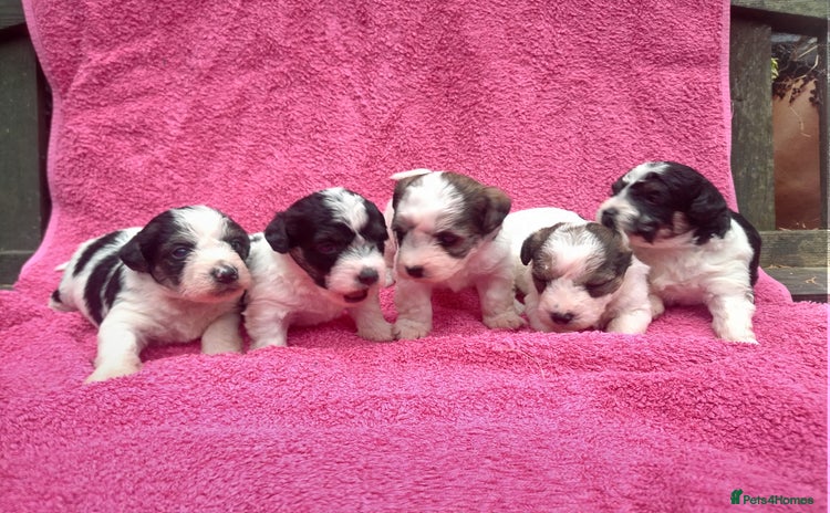 Mixed Breed dogs - Advert 2