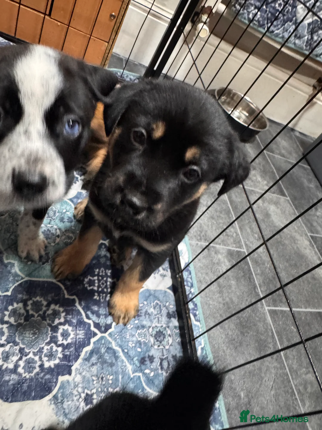 Mixed Breed dogs for sale: RARE BLUE EYE Sholly  ** tiff x Husky  - Advert 14