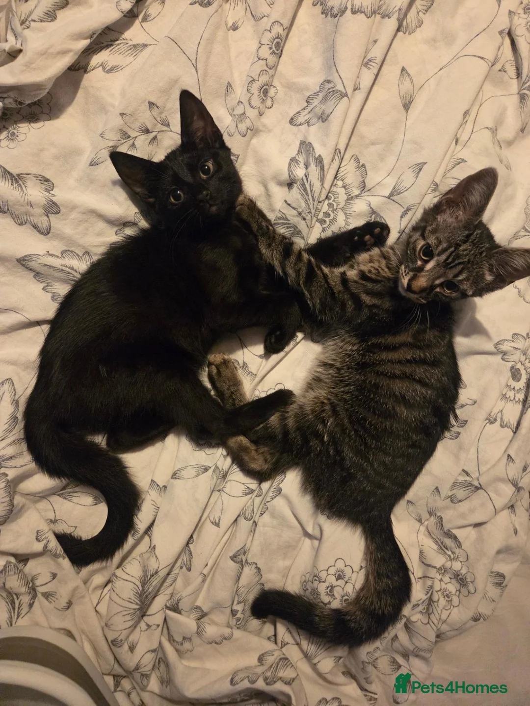 Mixed Breed cats for sale: 2 Female Kittens for sale - Advert 2