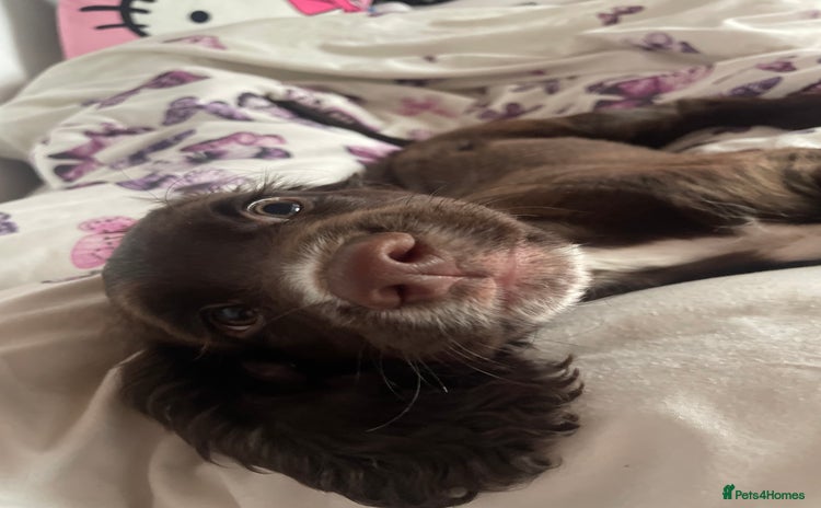 Cocker Spaniel dogs - Advert 7