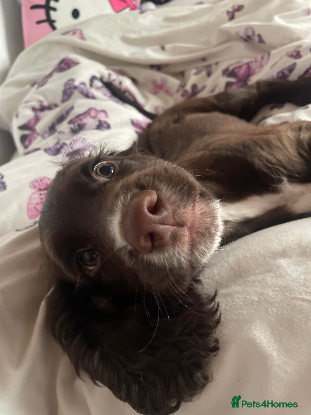 Cocker Spaniel dogs for sale: Last chocolate working cocker spaniel puppy  - Image 1
