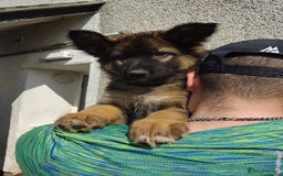 German Shepherd dogs for sale: 7 Beautiful German shepherd puppies 🐶 💜 🩵  - Image 10