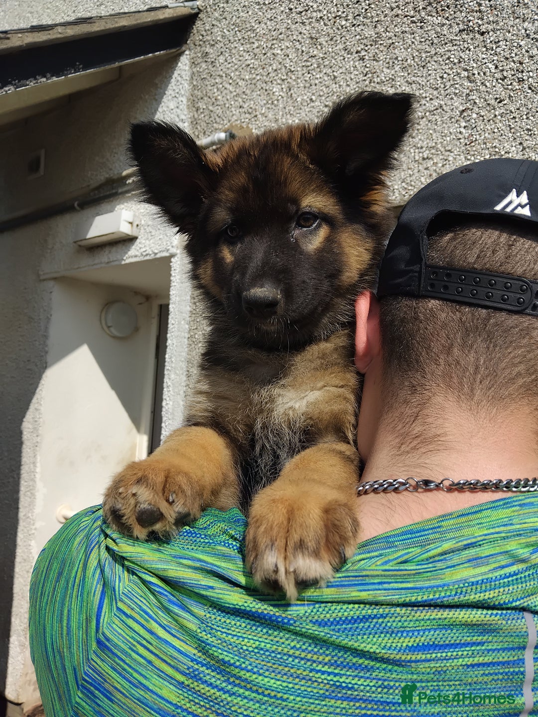 German Shepherd dogs for sale: 7 Beautiful German shepherd puppies 🐶 💜 🩵  - Image 10