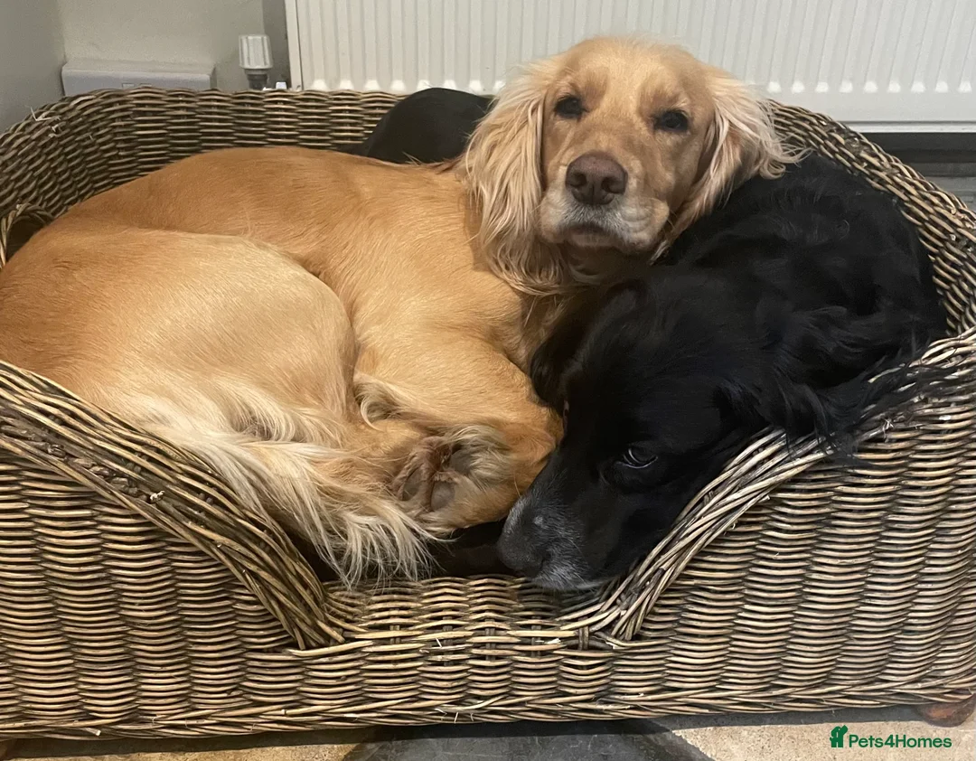 Cocker Spaniel dogs for sale: Stunning LEMON KC Reg Working Cocker Spaniel pups - Advert 12