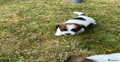 Jack Russell dogs - Advert 9