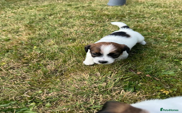 Jack Russell dogs - Advert 1