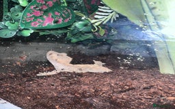 Gecko reptiles for sale: 2 baby crested geckos - Image 3