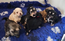 Shih Tzu dogs for sale: Beautiful Shih Tzu Puppies  - Image 22