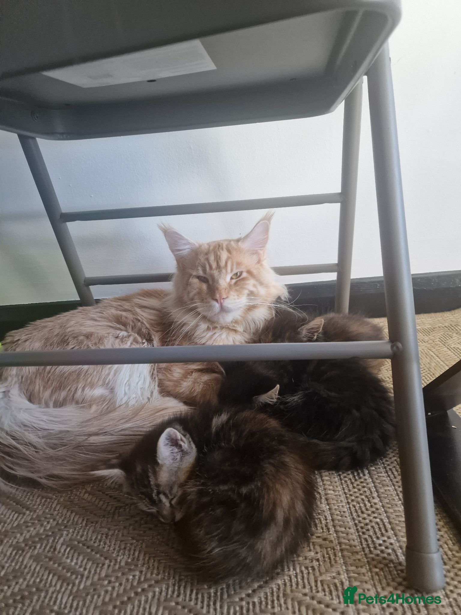 Mixed Breed cats Maine Coon mix kittens  - Advert 10