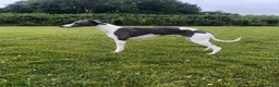 Whippet dogs for sale: KC reg whippets  - Advert 8