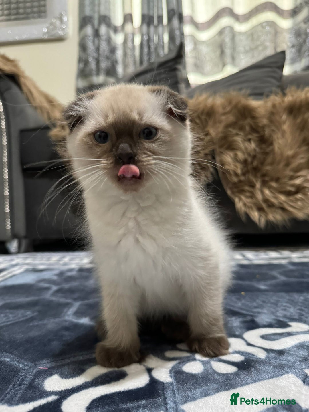Scottish Fold cats for sale: 1 left Scottish fold  🌹 in Bradford - Image 5