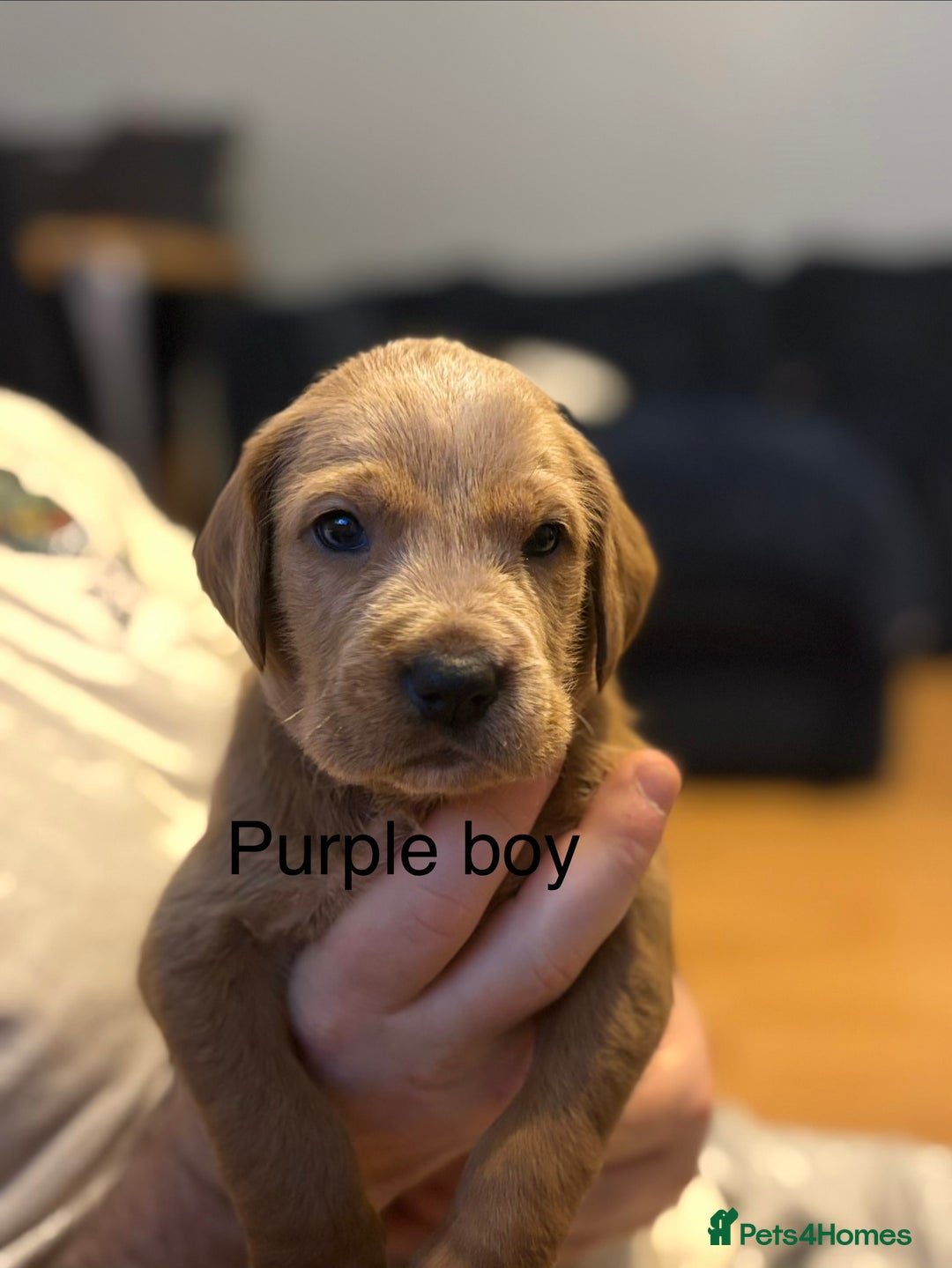 Mixed Breed dogs for sale: Beautiful Labrador crosses - Advert 2