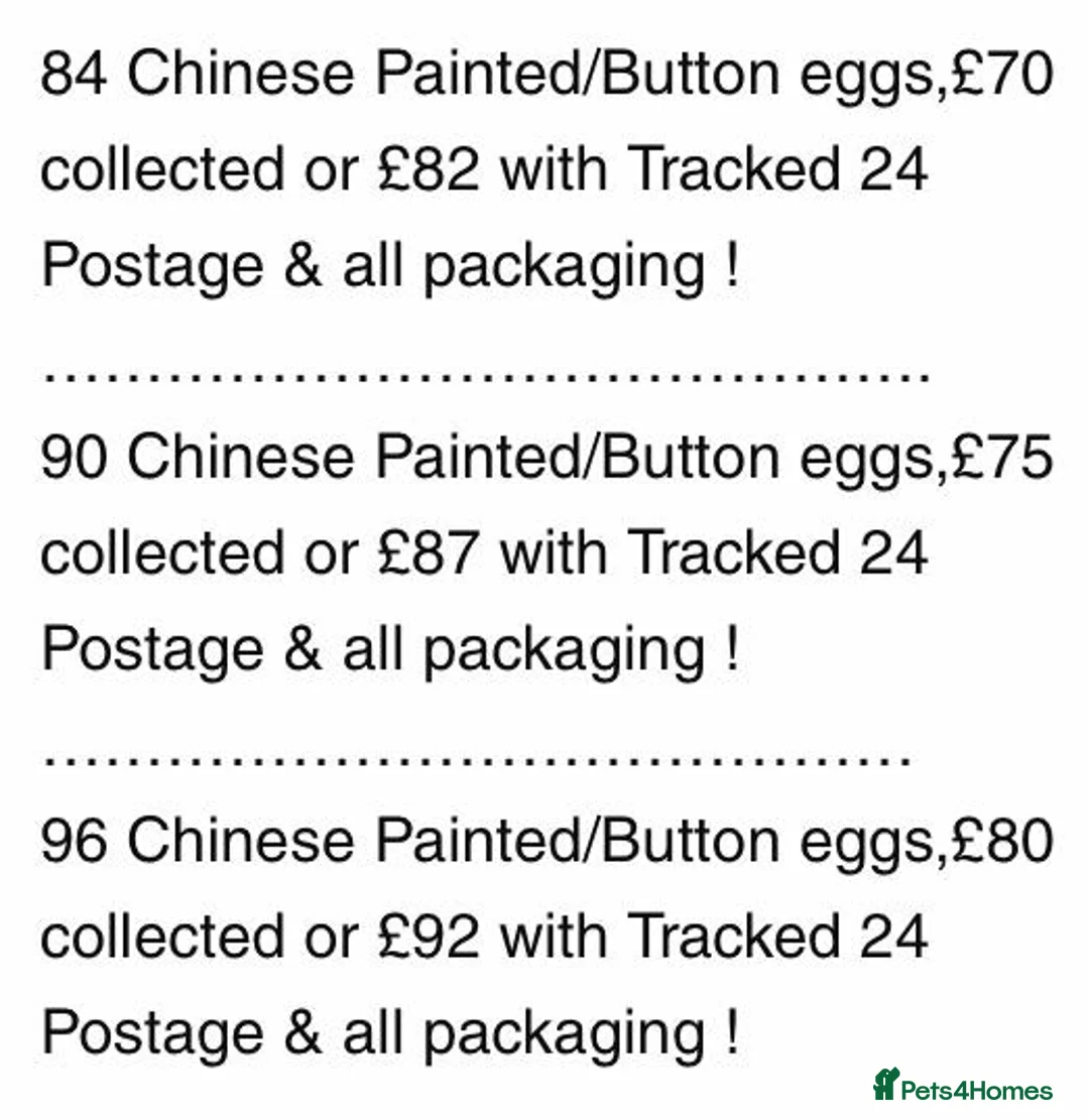 Quail poultry for sale: CHINESE PAINTED BUTTON QUAIL EGGS ! - Advert 40