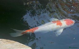 Koi Carp fish for sale: Koi Carp fish/ mixed fish - Image 4