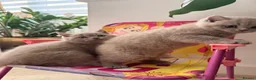 British Shorthair cats for sale: GCCF British shorthair kittens in Stowmarket - Advert 4