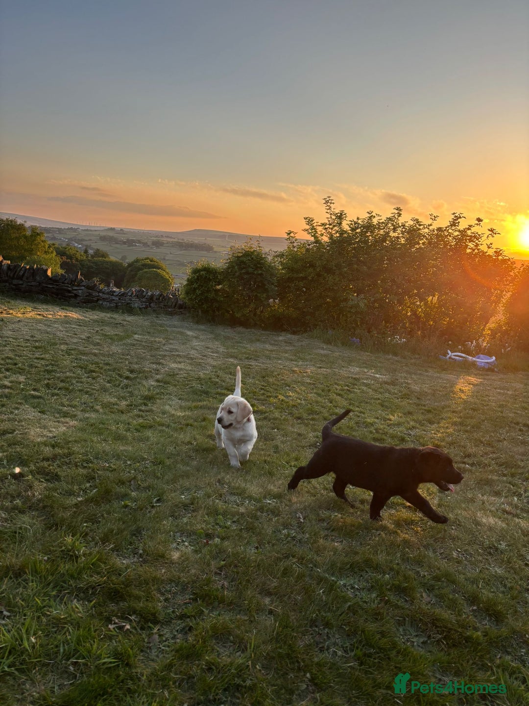 Labrador Retriever dogs for sale: Fully innoculated  show type black female  in Halifax - Image 4