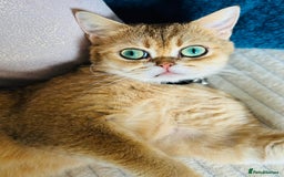 British Shorthair cats for sale: Chunky British shorthair  - Advert 24