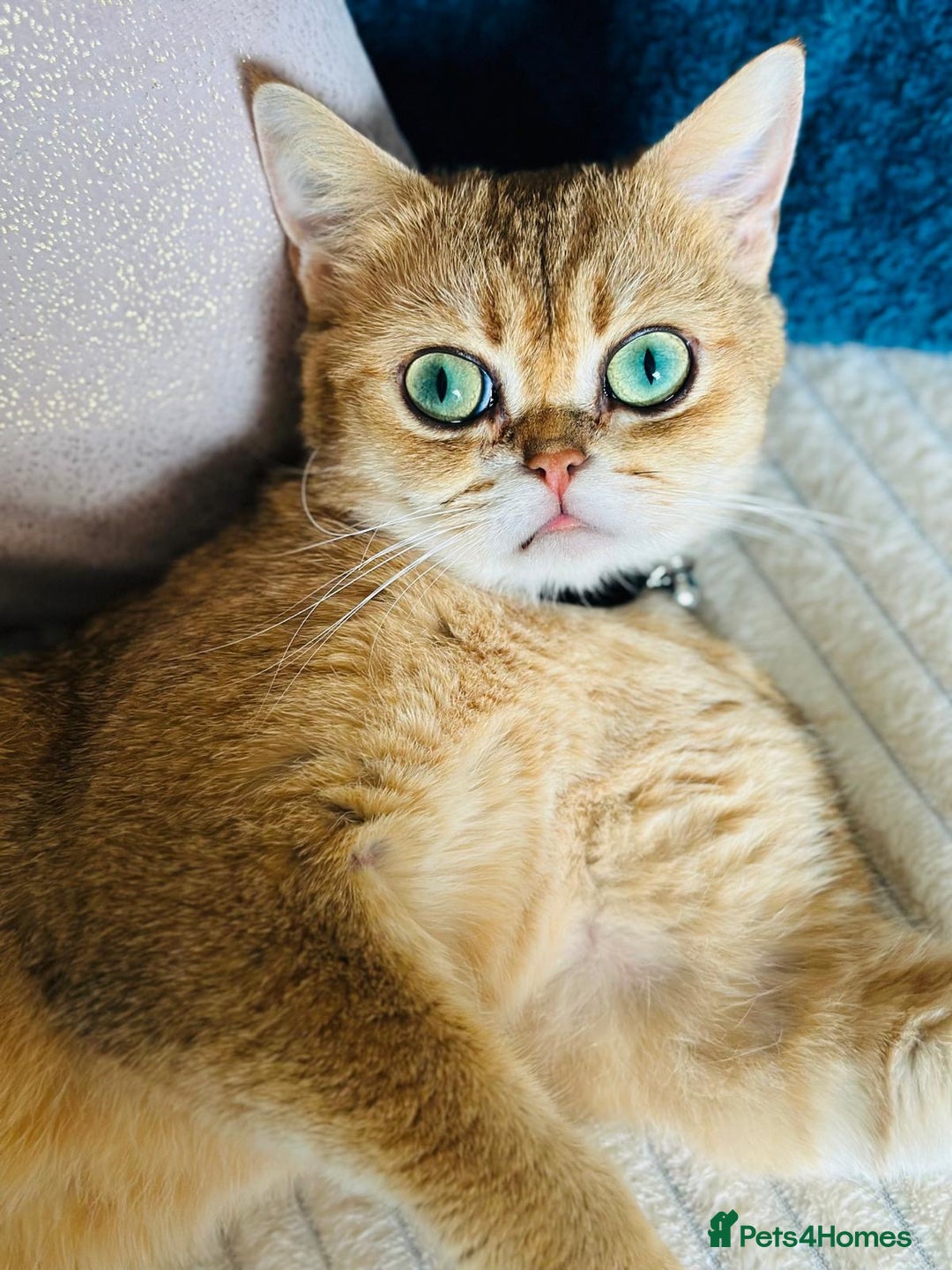 British Shorthair cats for sale: Chunky British shorthair  - Advert 24