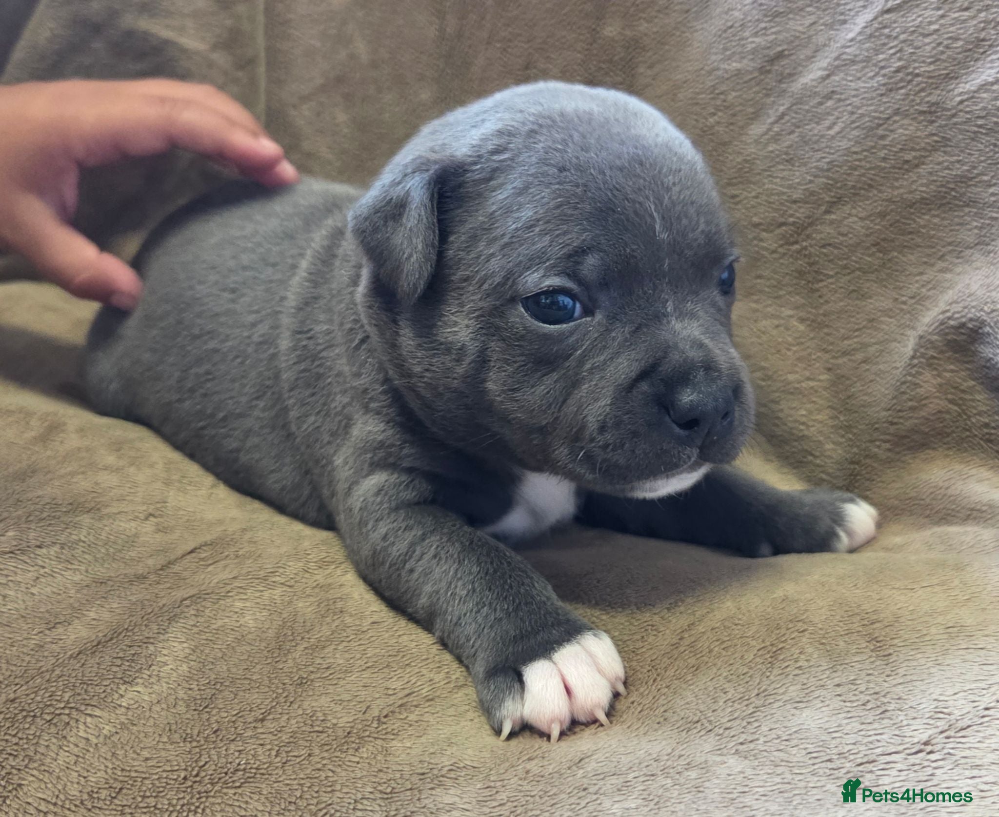 Staffordshire Bull Terrier dogs KC Blue Staffordshire Bull Terrier Puppies - Advert 4