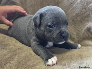 Staffordshire Bull Terrier dogs KC Blue Staffordshire Bull Terrier Puppies - Advert 4
