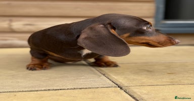 Miniature Dachshund dogs - Advert 2