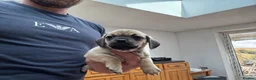 Mixed Breed dogs for sale: Stunning pug x dachshund  in Liskeard - Advert 24