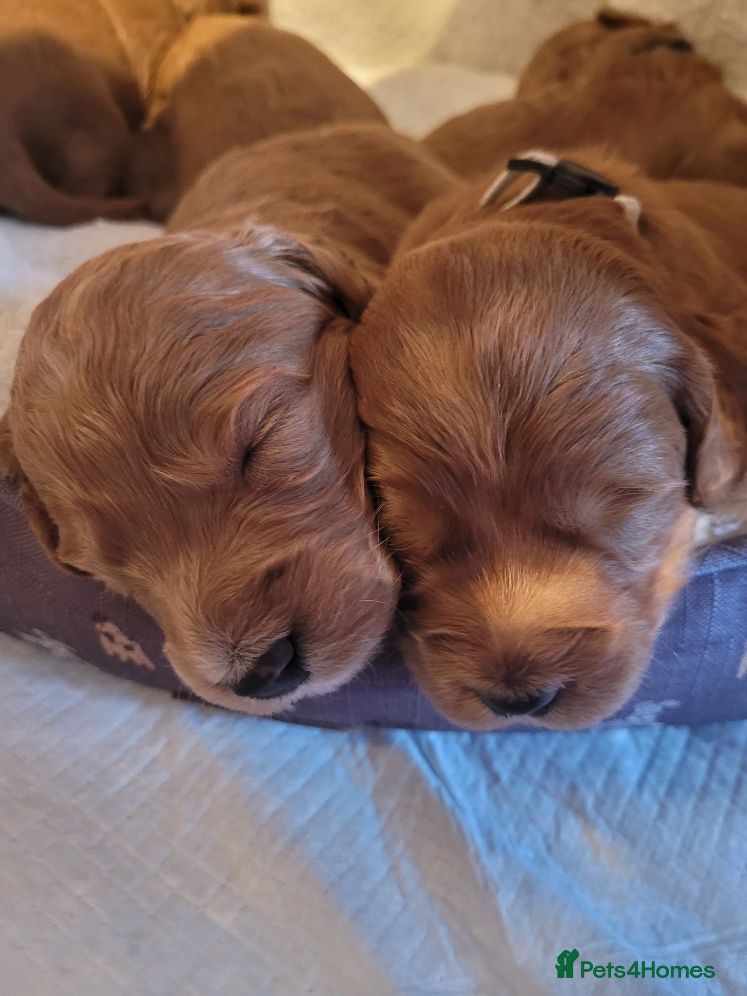 Goldendoodle dogs Gorgeous F1 Goldendoodles fabulous babies - Advert 3