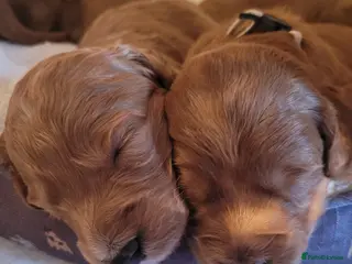 Goldendoodle dogs Gorgeous F1 Goldendoodles fabulous babies - Advert 3