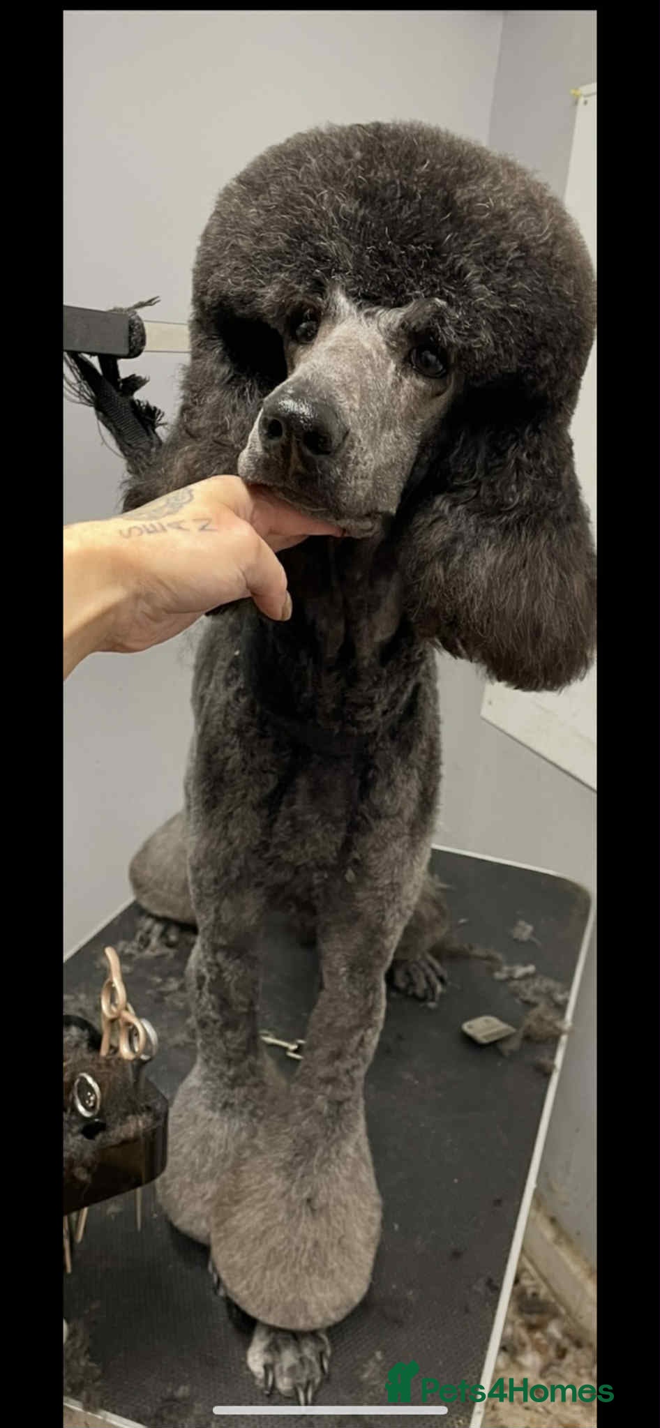 Standard Poodle dogs KC Registered standard poodle puppies  - Advert 6