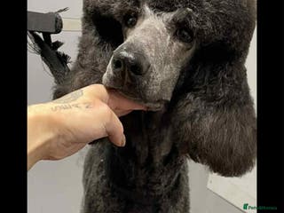 Standard Poodle dogs KC Registered standard poodle puppies - Advert 11