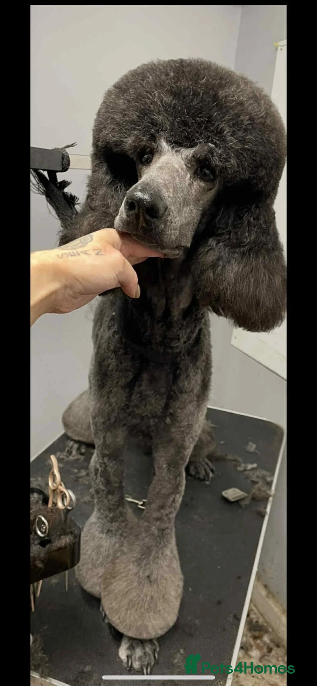 Standard Poodle dogs for sale: ReducedKC Registered standard poodle puppies  - Advert 3