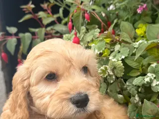 Cockapoo dogs READY NOW F1 Cockapoo boy - Advert 2