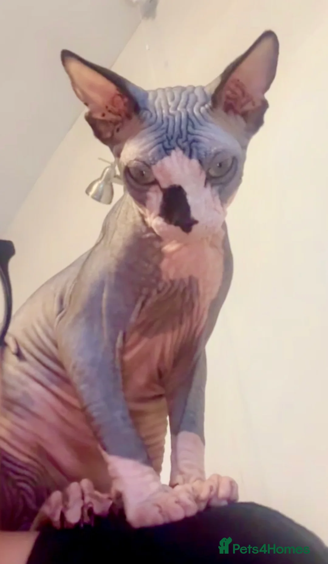 Sphynx cats for sale: Kitten girl 4 months  and 6 month boy  - Advert 4
