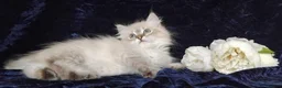 Siberian cats for sale: Siberian Kittens For Sale  - Advert 8