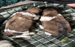 Lhasa Apso dogs for sale: 6 beautiful Lhasa Apso puppies - Image 8