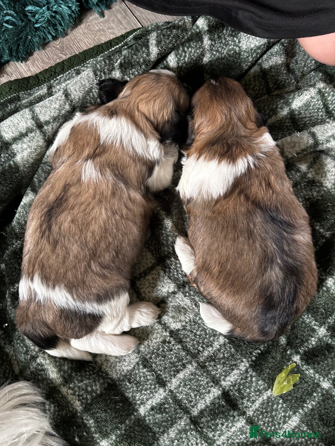 Lhasa Apso dogs for sale: 6 beautiful Lhasa Apso puppies - Image 8