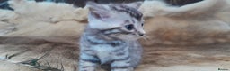 Bengal cats for sale: Beautiful Bengal kittens  - Advert 4