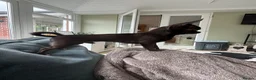Chihuahua dogs for sale: Super tiny male Chi  in Derby - Advert 3