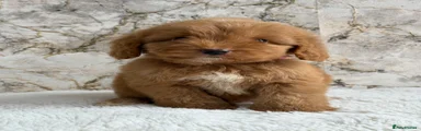 Cockapoo 6