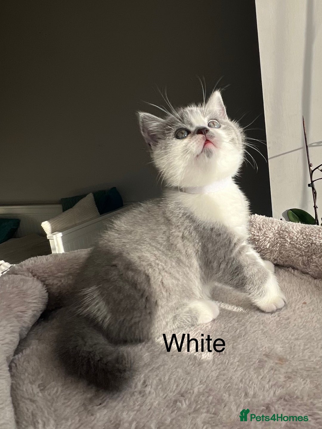 British Shorthair cats for sale: GCCF registered British Shorthair kittens  - Advert 11