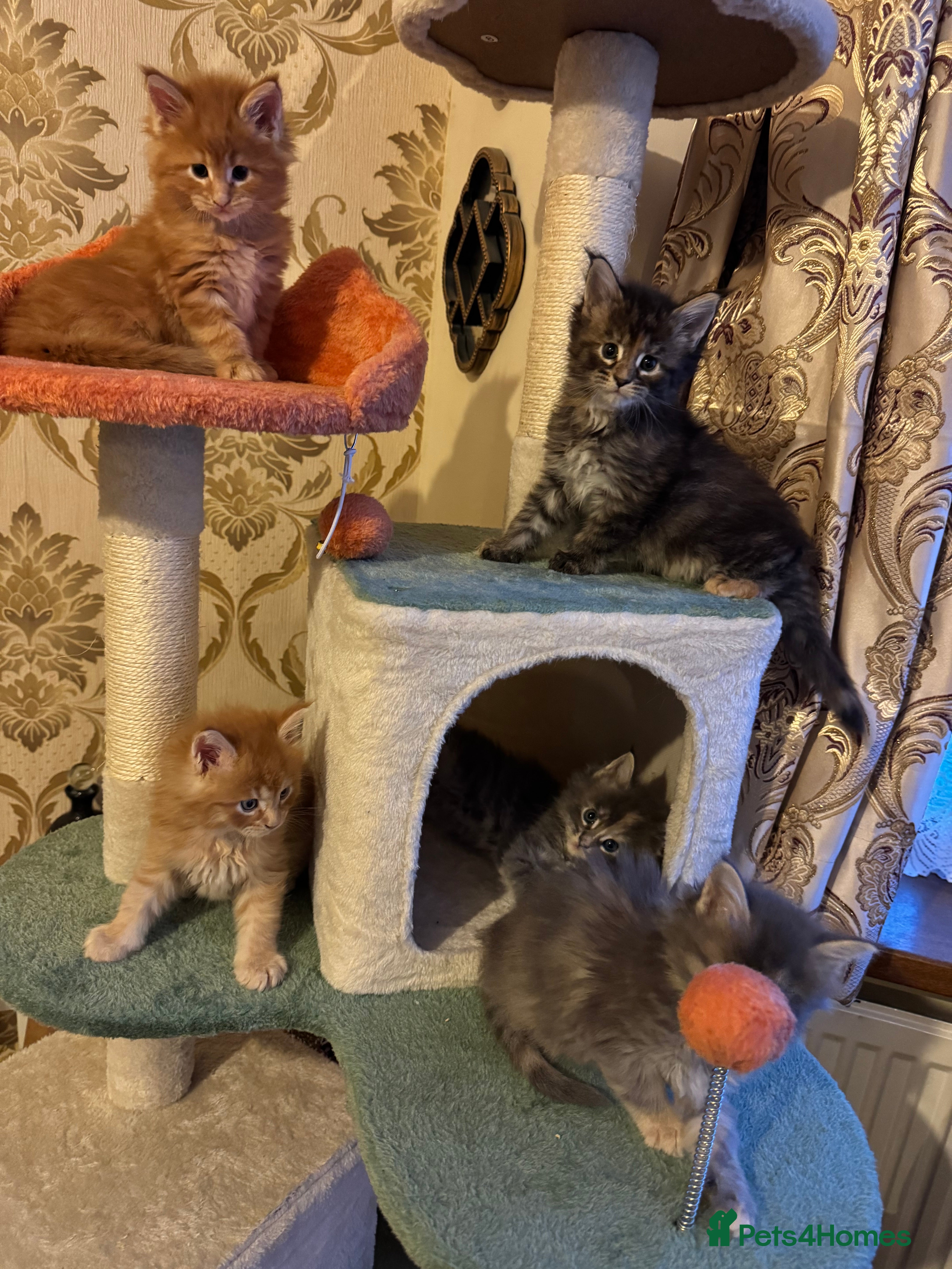 Maine Coon cats Five gorgeous mainecoon kittens - Advert 7