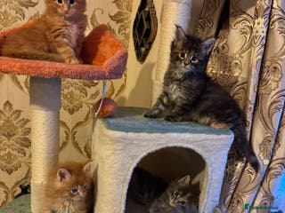 Maine Coon cats Five gorgeous mainecoon kittens - Advert 7