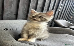 Maine Coon cats for sale: Maine coon girls - Image 6
