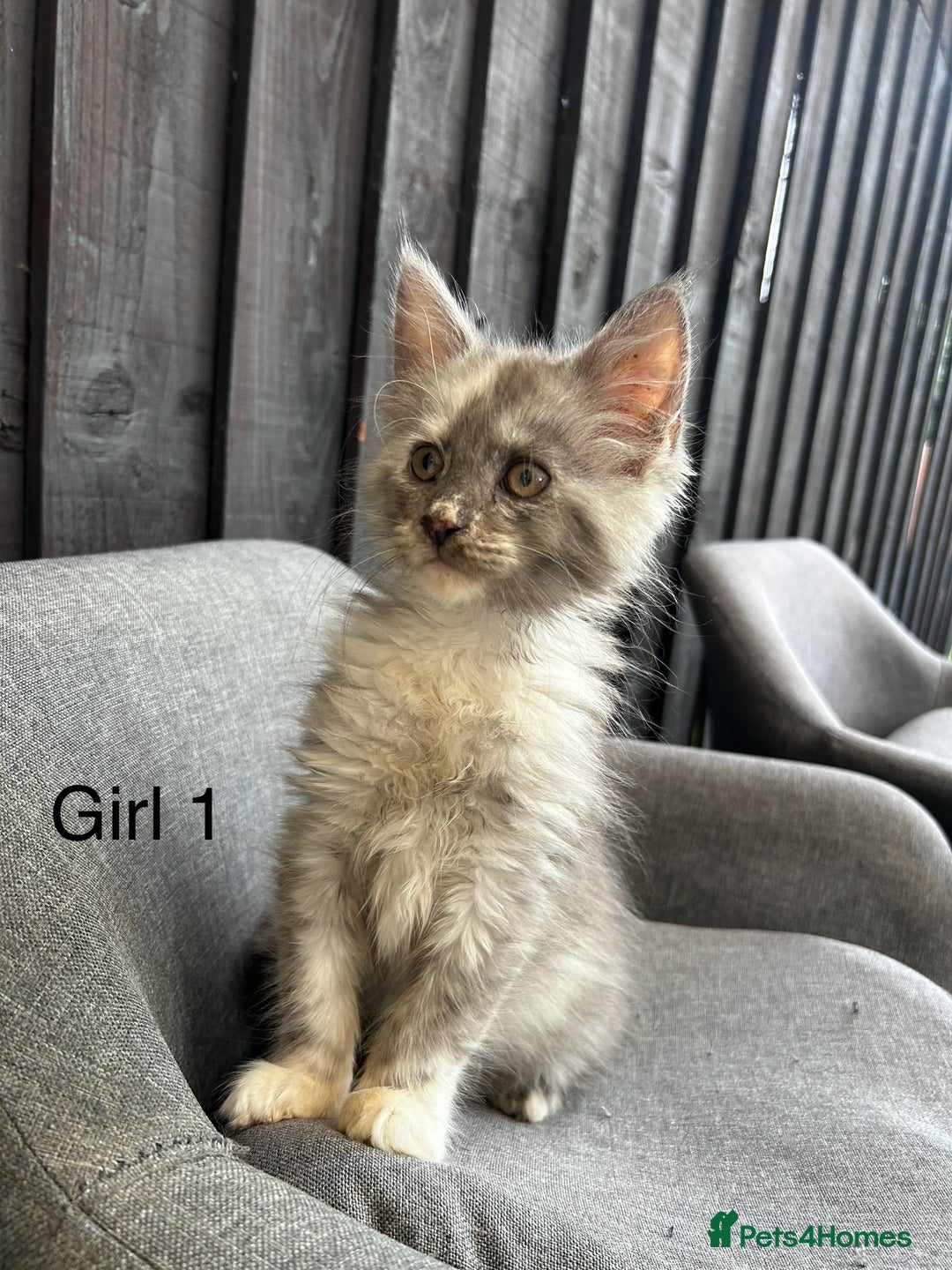 Maine Coon cats for sale: Maine coon girls - Image 6