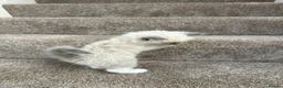 Ragdoll cats for sale: Ragdoll x British Longhair Kittens - Ready 2nd Oct in Saint Leonards-on-sea - Advert 10