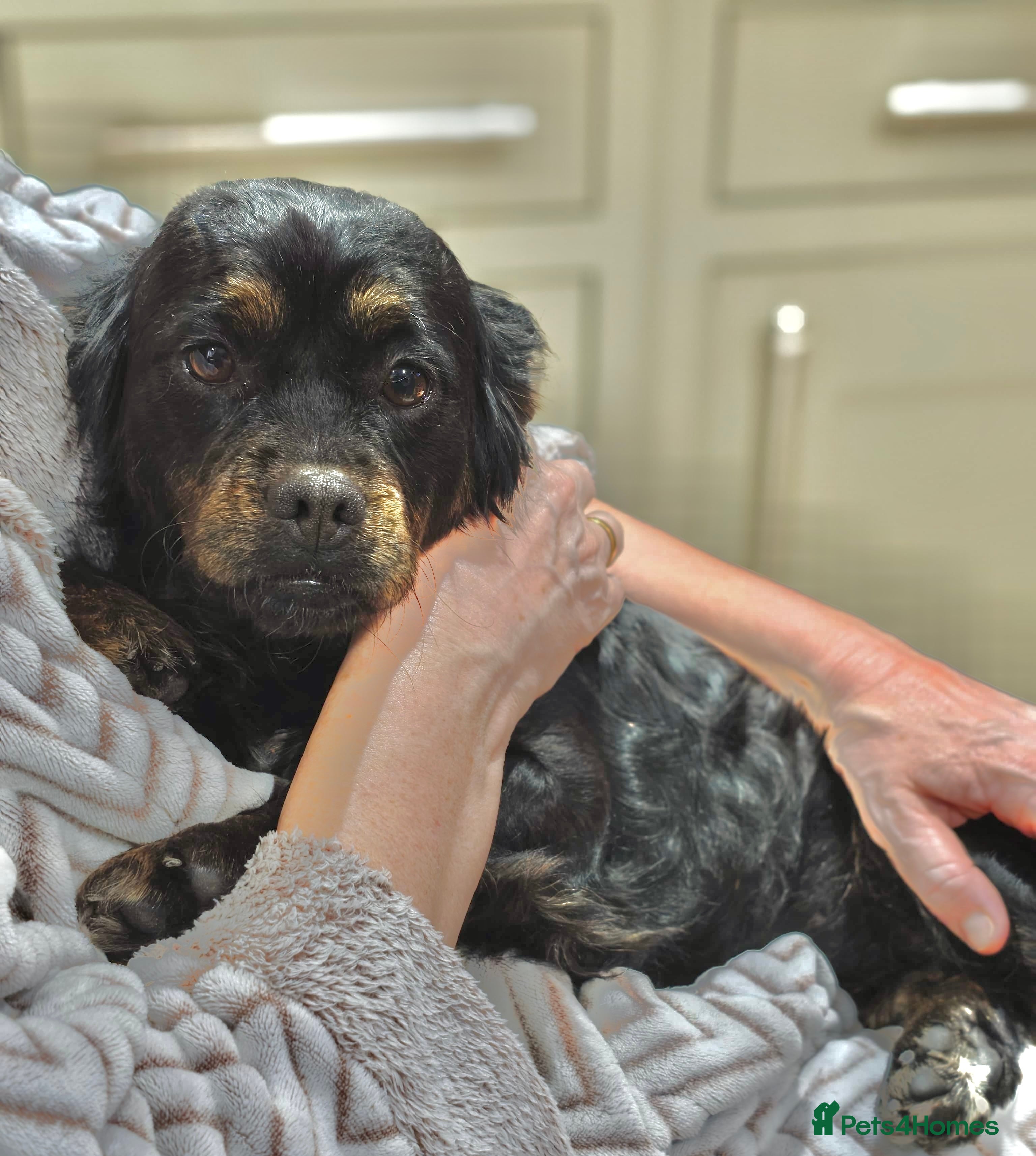 Mixed Breed dogs ❤️ Meet Maria – with the biggest heart ❤️ - Advert 1