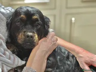 Mixed Breed dogs ❤️ Meet Maria – with the biggest heart ❤️ - Advert 1