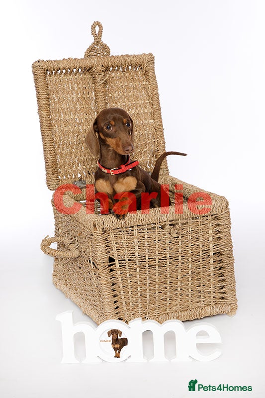 Miniature Dachshund dogs Tiny kC Miniature Dachshund Chocolate & tan - Advert 7