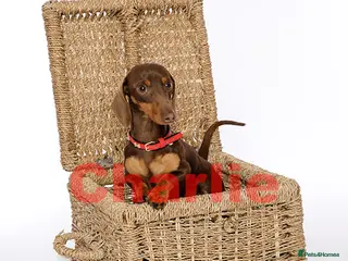 Miniature Dachshund dogs Tiny kC Miniature Dachshund Chocolate & tan - Advert 7