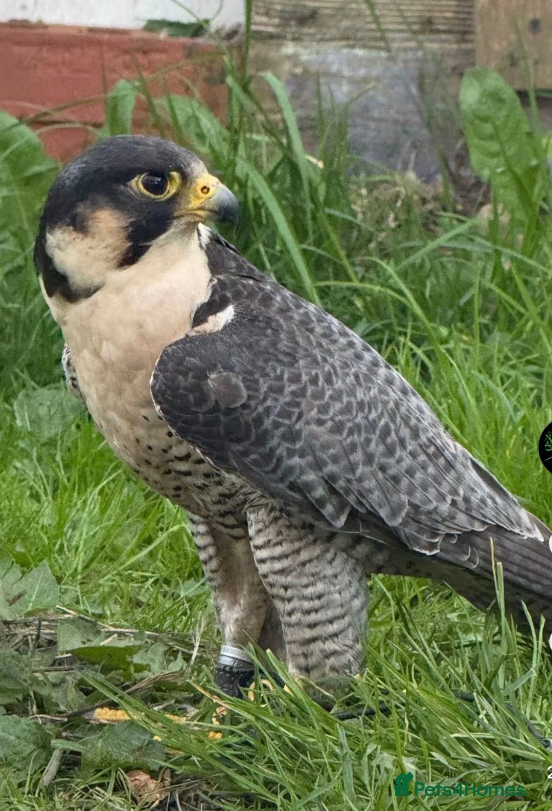 Mixed Breed birds for sale: Is very good person in Colne - Advert 1